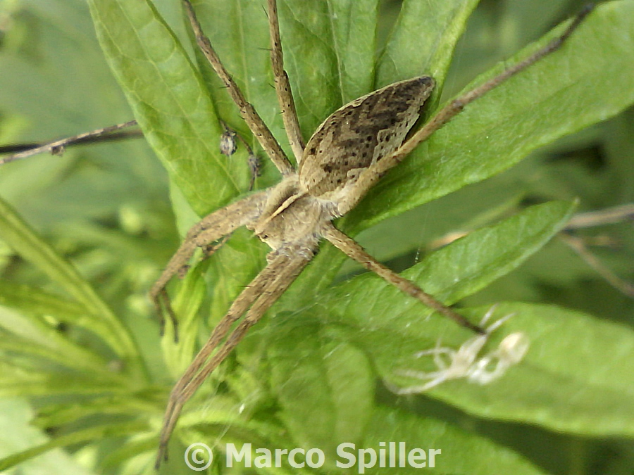 Pisaura cf. mirabilis - Milano (MI)